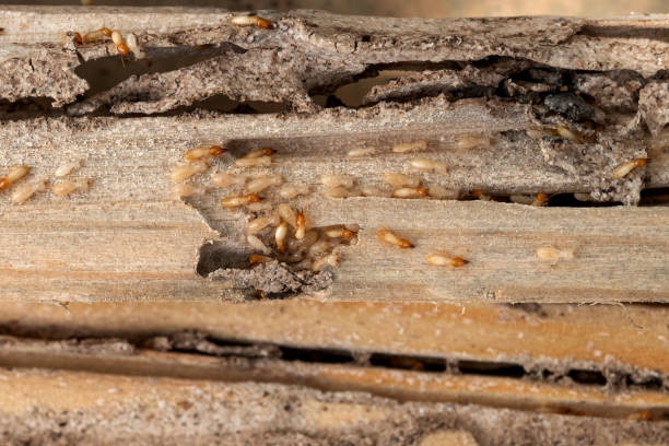Best Best Pest Control Companies  in St Stephen, SC